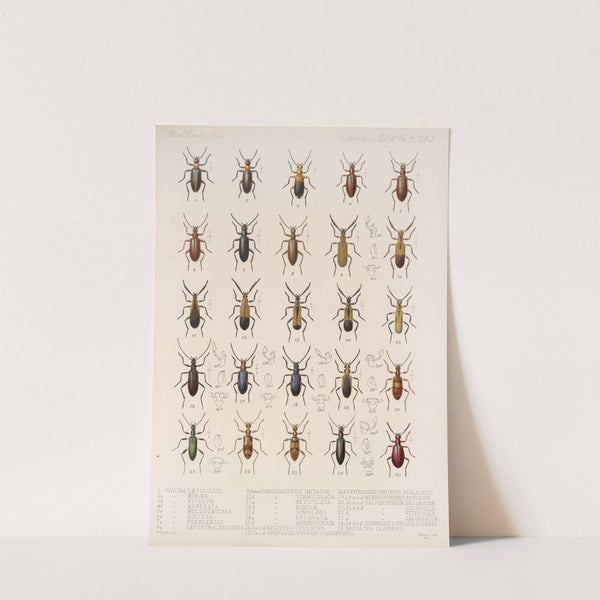 Insecta Coleoptera Pl 121 by Frederick DuCane Godman