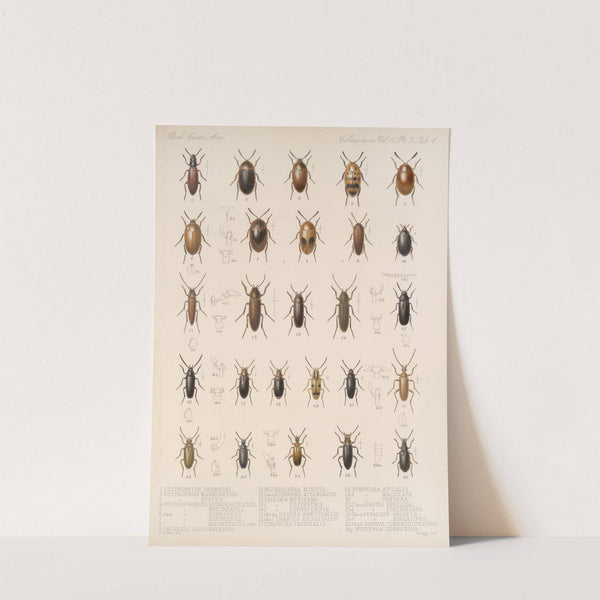 Insecta Coleoptera Pl 122 by Frederick DuCane Godman