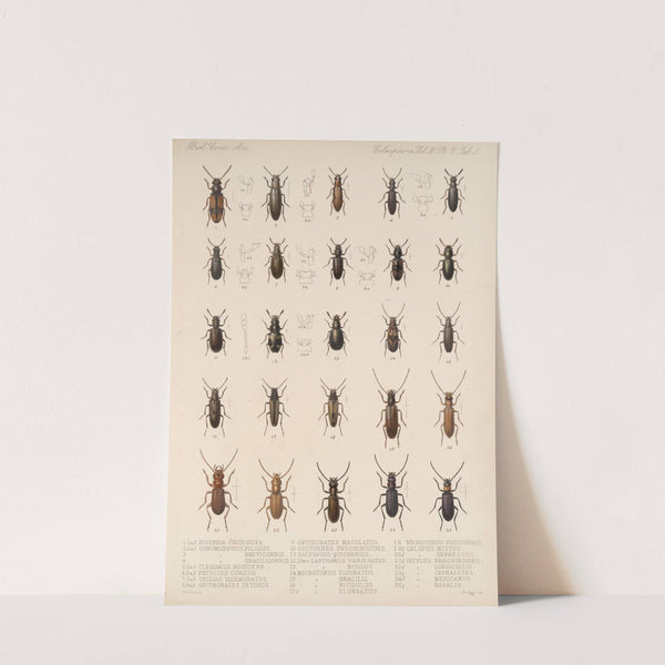 Insecta Coleoptera Pl 123 by Frederick DuCane Godman