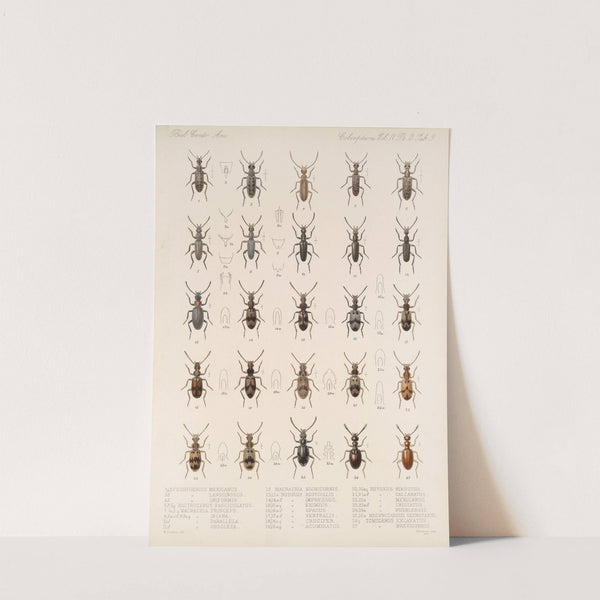 Insecta Coleoptera Pl 127 by Frederick DuCane Godman