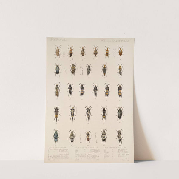 Insecta Coleoptera Pl 129 by Frederick DuCane Godman