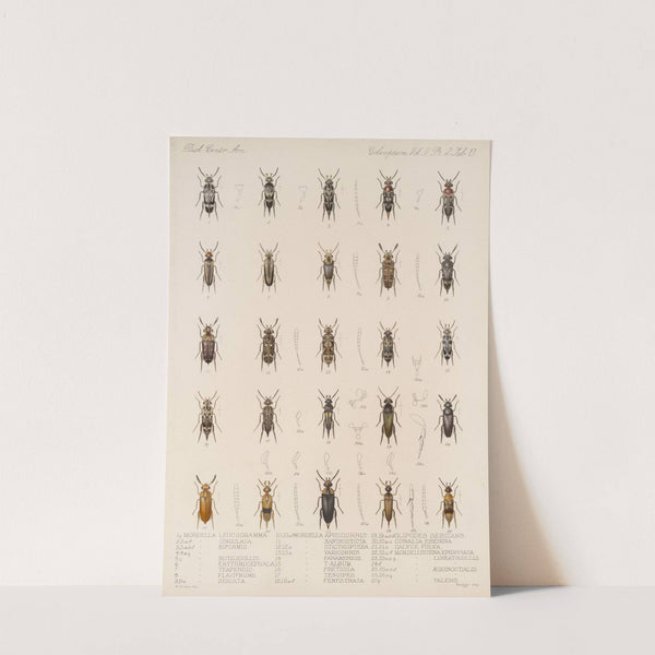 Insecta Coleoptera Pl 131 by Frederick DuCane Godman