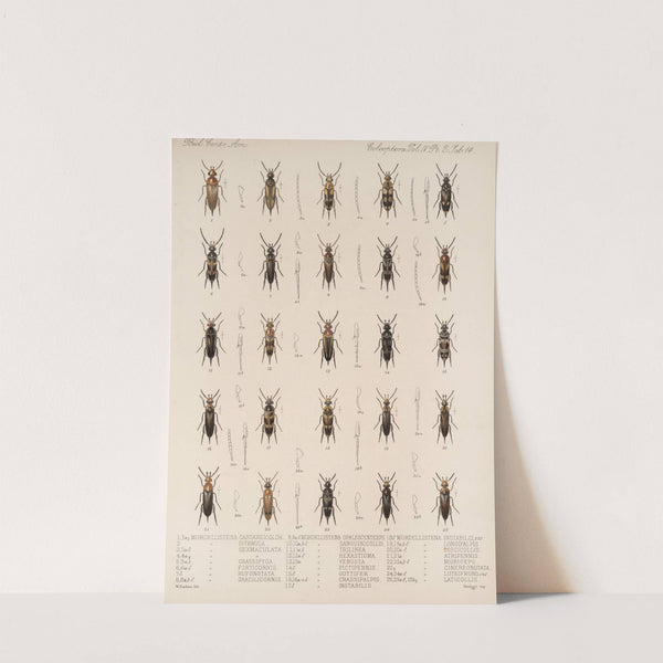 Insecta Coleoptera Pl 132 by Frederick DuCane Godman