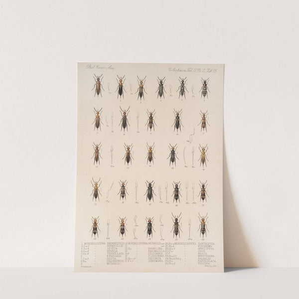 Insecta Coleoptera Pl 133 by Frederick DuCane Godman