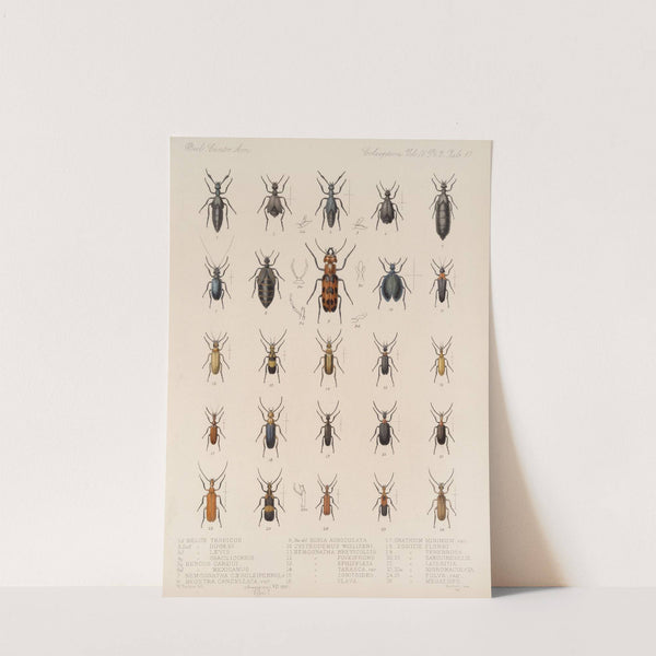 Insecta Coleoptera Pl 135 by Frederick DuCane Godman