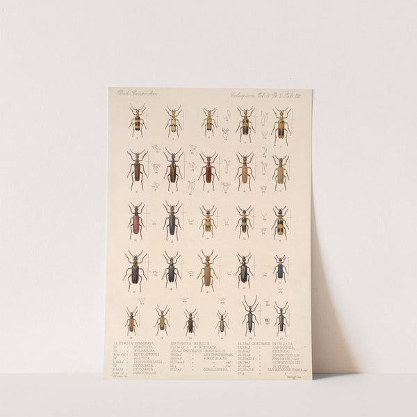 Insecta Coleoptera Pl 138 by Frederick DuCane Godman