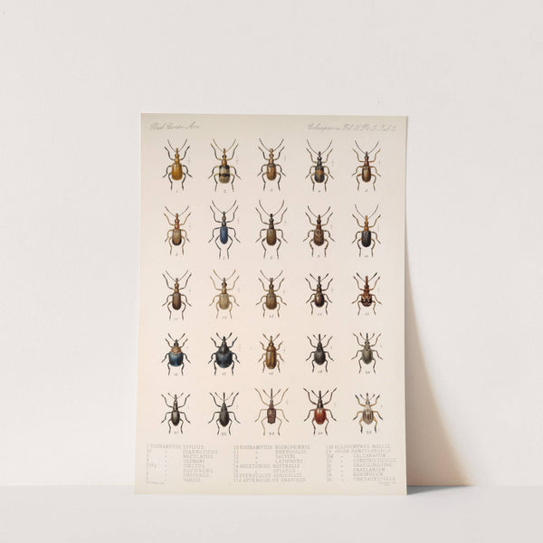 Insecta Coleoptera Pl 141 by Frederick DuCane Godman