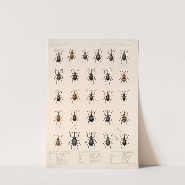 Insecta Coleoptera Pl 142 by Frederick DuCane Godman