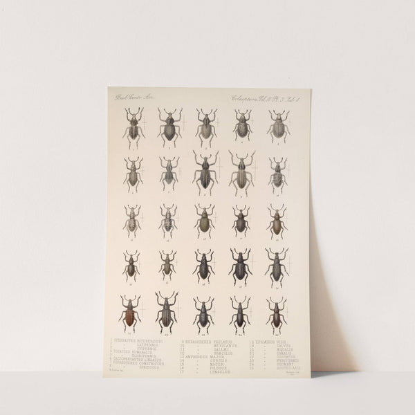 Insecta Coleoptera Pl 143 by Frederick DuCane Godman