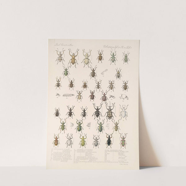 Insecta Coleoptera Pl 146 by Frederick DuCane Godman