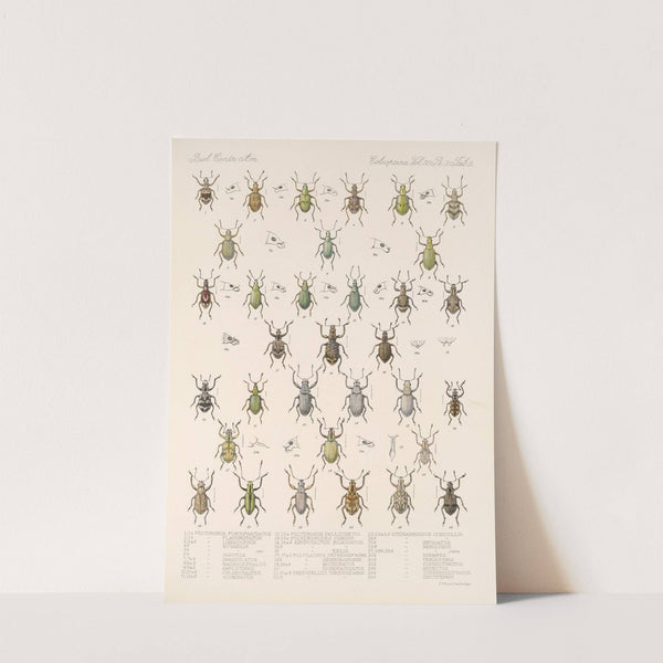 Insecta Coleoptera Pl 148 by Frederick DuCane Godman