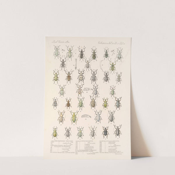 Insecta Coleoptera Pl 149 by Frederick DuCane Godman