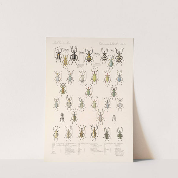 Insecta Coleoptera Pl 150 by Frederick DuCane Godman