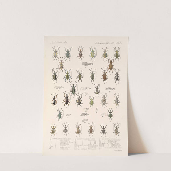 Insecta Coleoptera Pl 151 by Frederick DuCane Godman