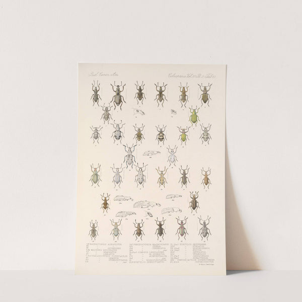 Insecta Coleoptera Pl 152 by Frederick DuCane Godman