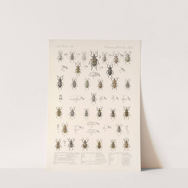 Insecta Coleoptera Pl 153 by Frederick DuCane Godman