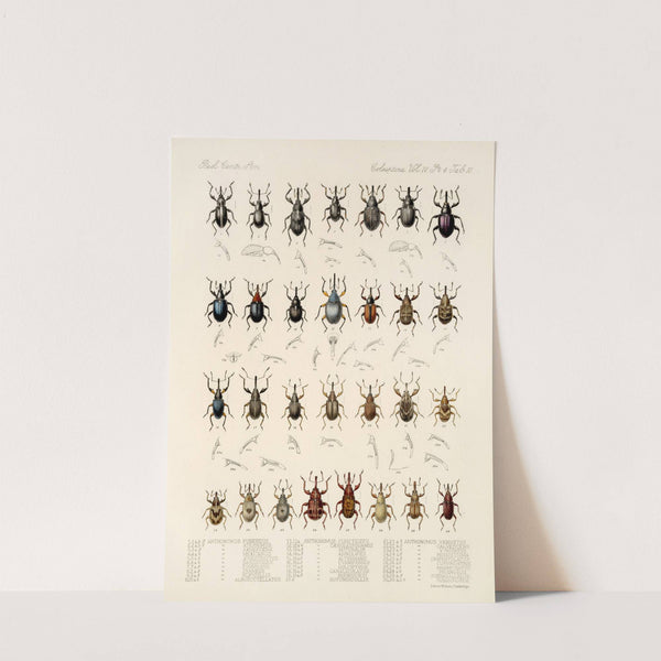 Insecta Coleoptera Pl 155 by Frederick DuCane Godman