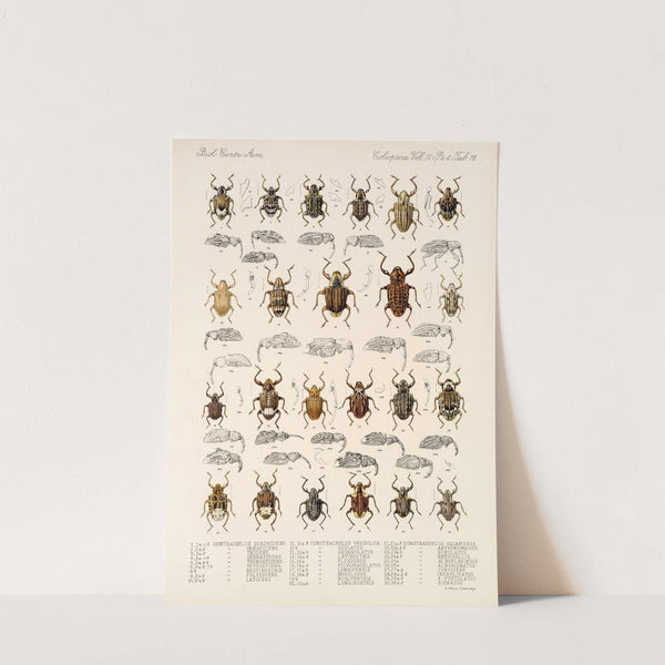 Insecta Coleoptera Pl 157 by Frederick DuCane Godman