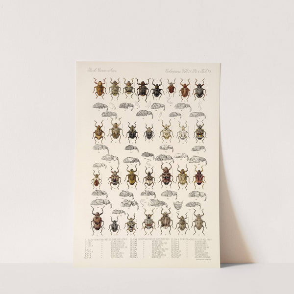 Insecta Coleoptera Pl 158 by Frederick DuCane Godman