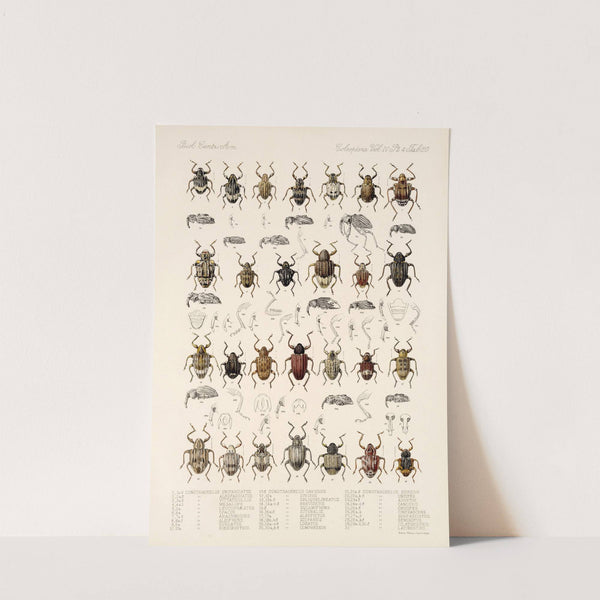 Insecta Coleoptera Pl 159 by Frederick DuCane Godman