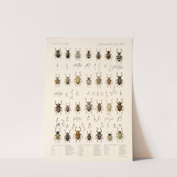 Insecta Coleoptera Pl 160 by Frederick DuCane Godman