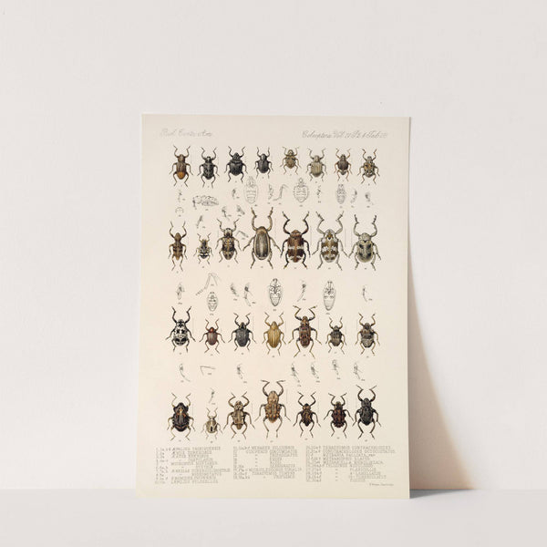 Insecta Coleoptera Pl 161 by Frederick DuCane Godman