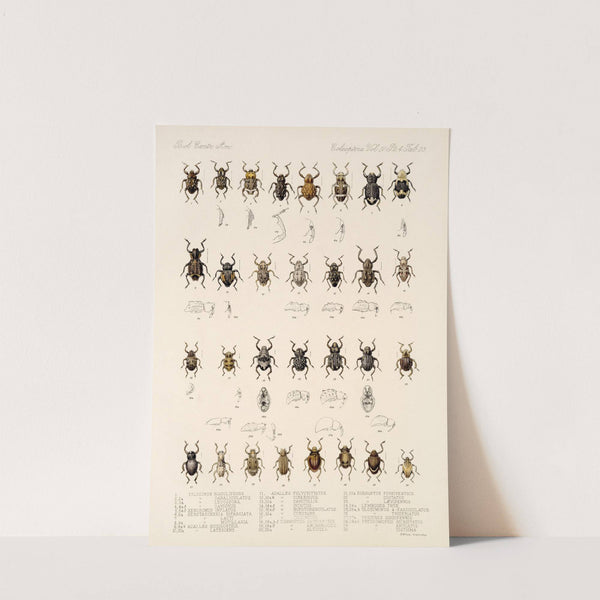 Insecta Coleoptera Pl 162 by Frederick DuCane Godman