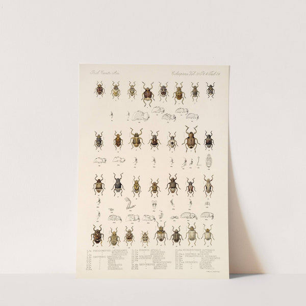 Insecta Coleoptera Pl 163 by Frederick DuCane Godman