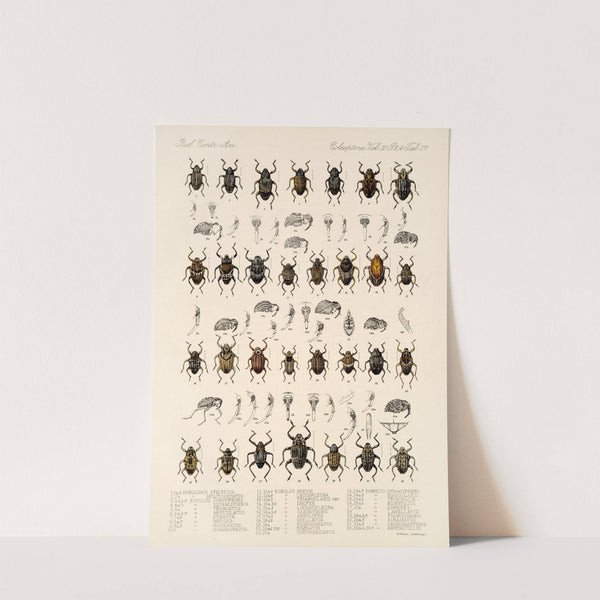 Insecta Coleoptera Pl 166 by Frederick DuCane Godman