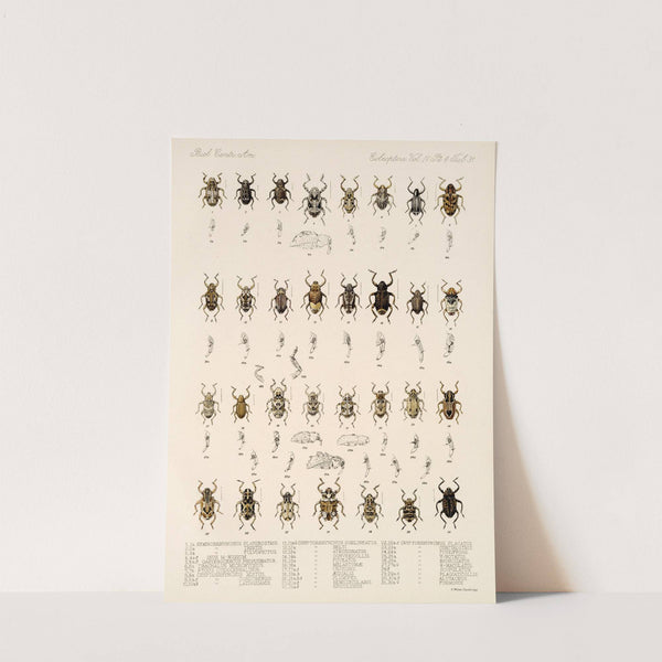 Insecta Coleoptera Pl 170 by Frederick DuCane Godman