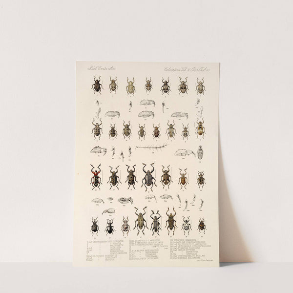 Insecta Coleoptera Pl 174 by Frederick DuCane Godman