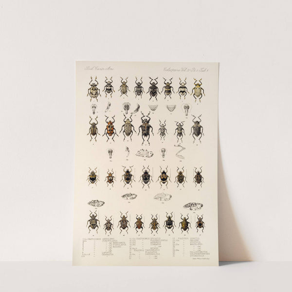 Insecta Coleoptera Pl 175 by Frederick DuCane Godman