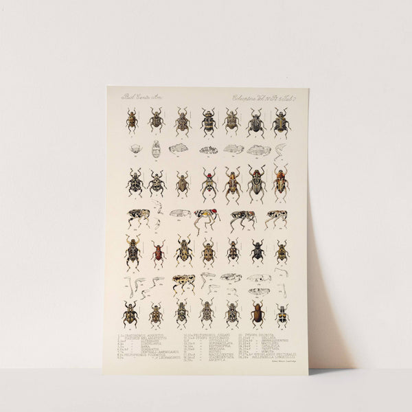 Insecta Coleoptera Pl 176 by Frederick DuCane Godman