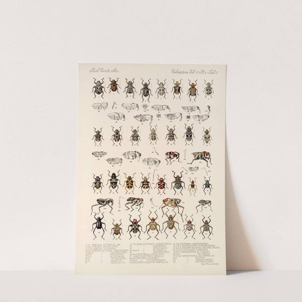 Insecta Coleoptera Pl 177 by Frederick DuCane Godman