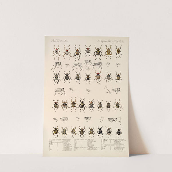 Insecta Coleoptera Pl 178 by Frederick DuCane Godman