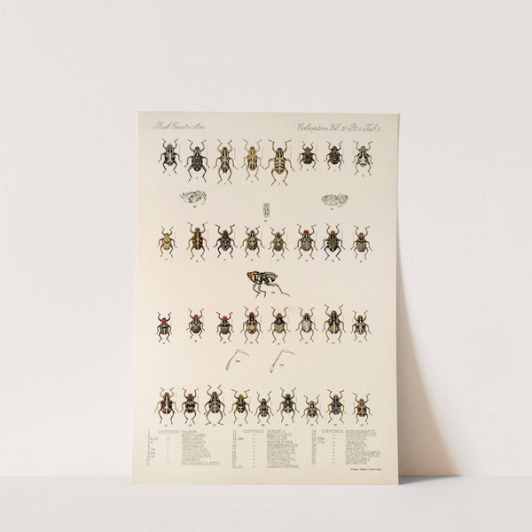 Insecta Coleoptera Pl 179 by Frederick DuCane Godman