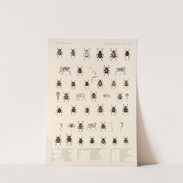 Insecta Coleoptera Pl 180 by Frederick DuCane Godman