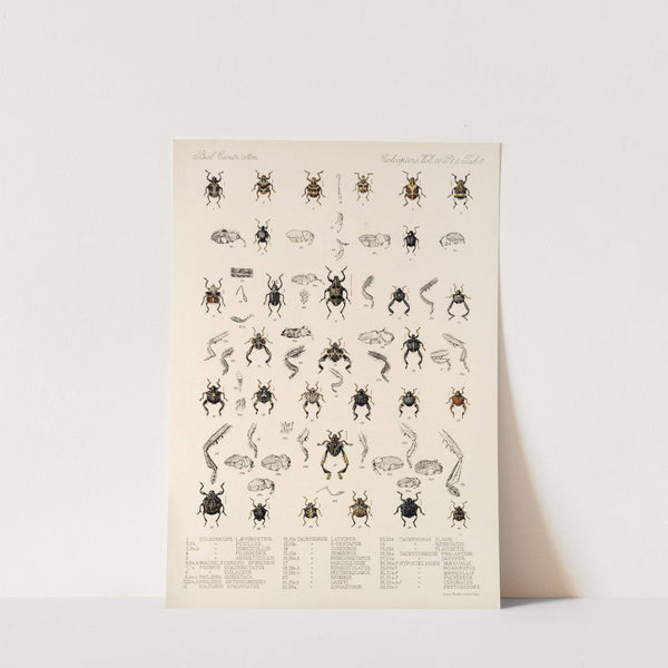 Insecta Coleoptera Pl 182 by Frederick DuCane Godman