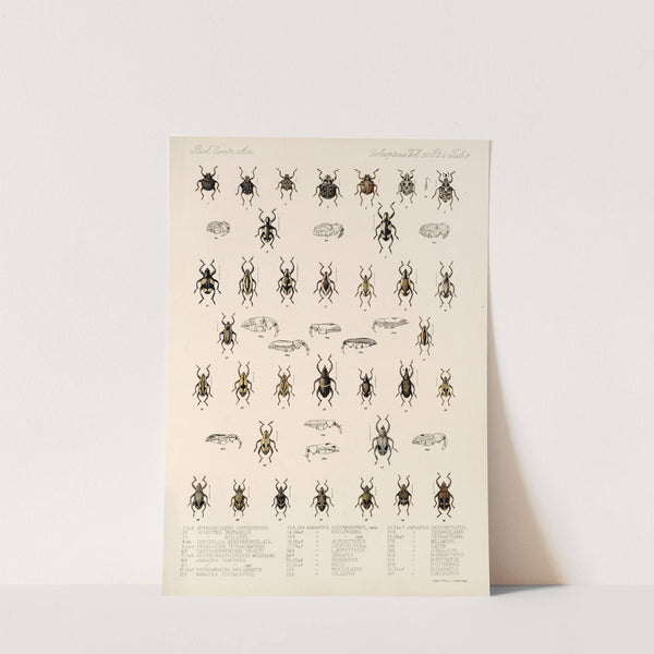 Insecta Coleoptera Pl 183 by Frederick DuCane Godman