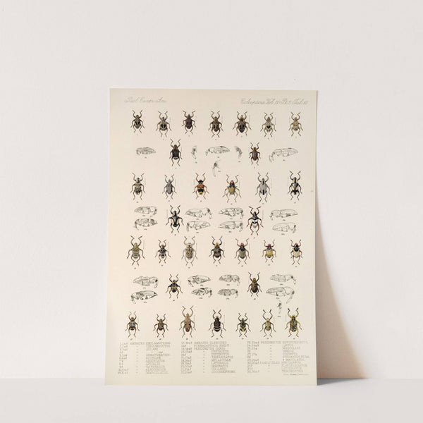 Insecta Coleoptera Pl 184 by Frederick DuCane Godman