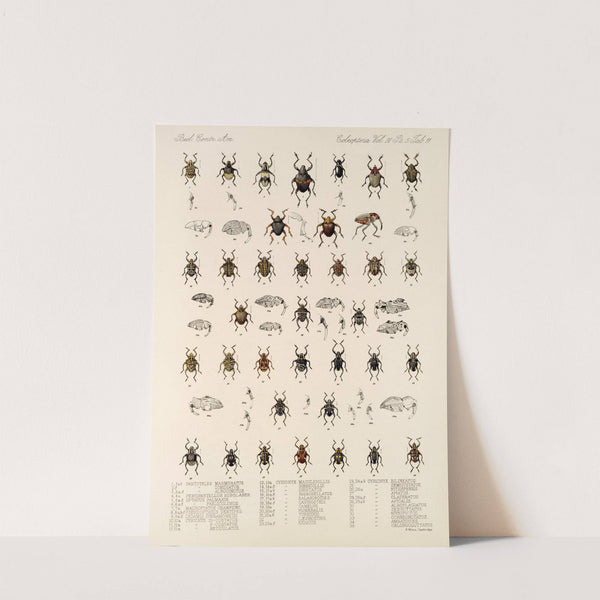 Insecta Coleoptera Pl 185 by Frederick DuCane Godman