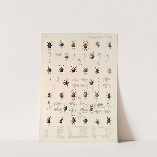 Insecta Coleoptera Pl 187 by Frederick DuCane Godman