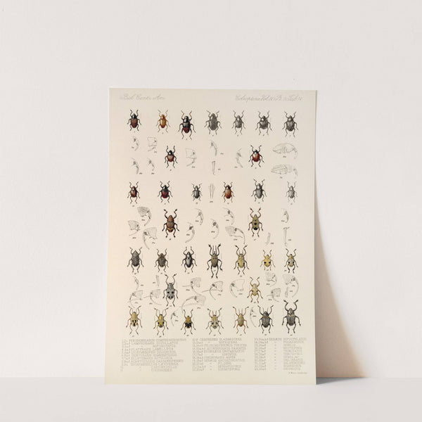 Insecta Coleoptera Pl 188 by Frederick DuCane Godman