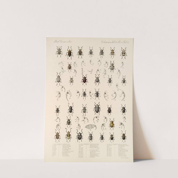 Insecta Coleoptera Pl 189 by Frederick DuCane Godman