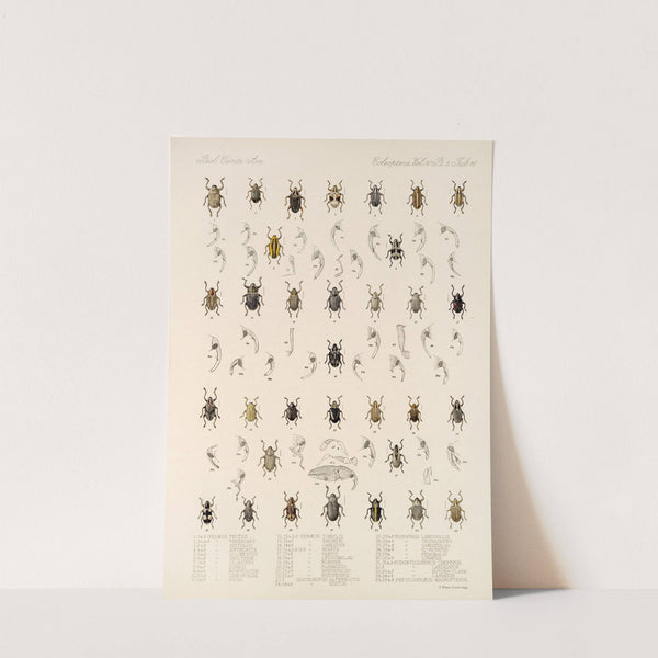 Insecta Coleoptera Pl 190 by Frederick DuCane Godman