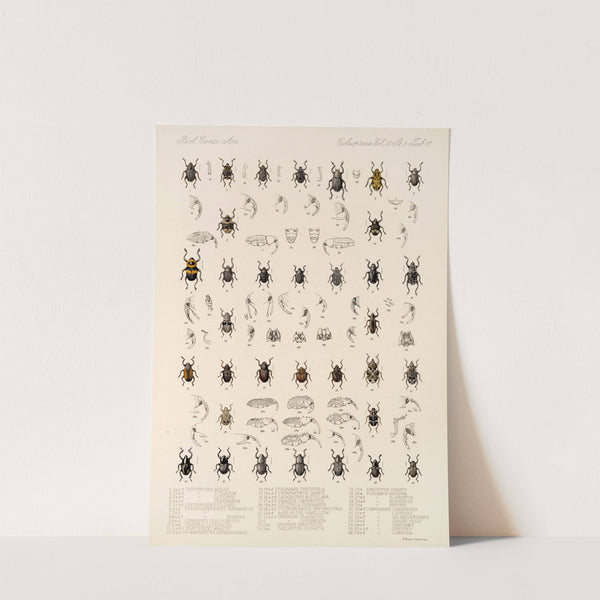 Insecta Coleoptera Pl 191 by Frederick DuCane Godman