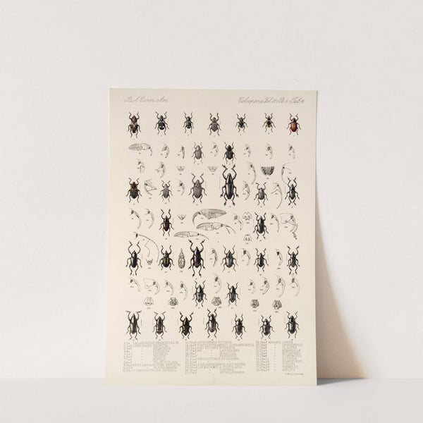 Insecta Coleoptera Pl 192 by Frederick DuCane Godman