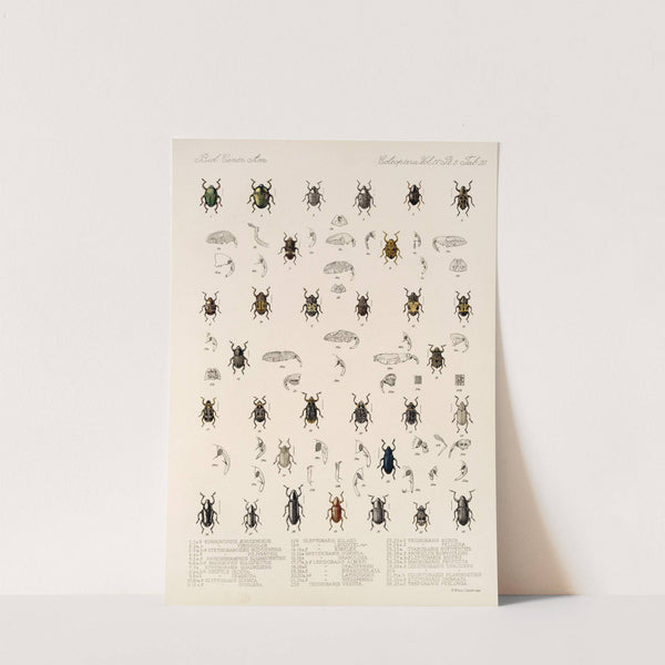 Insecta Coleoptera Pl 194 by Frederick DuCane Godman