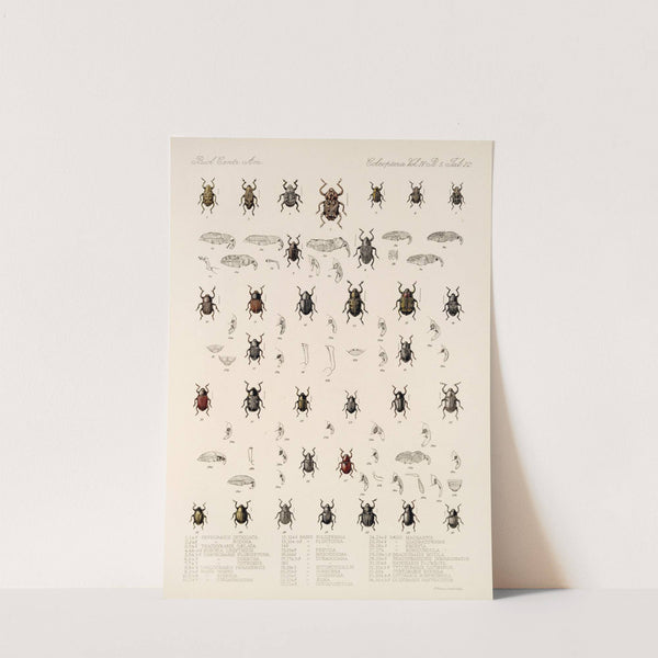 Insecta Coleoptera Pl 196 by Frederick DuCane Godman