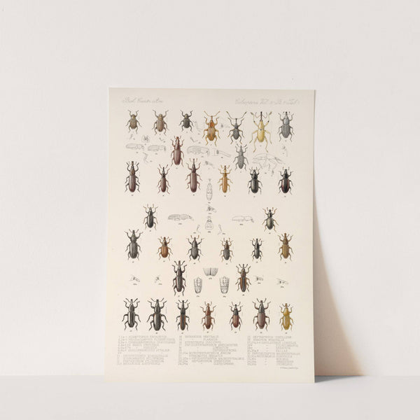 Insecta Coleoptera Pl 198 by Frederick DuCane Godman